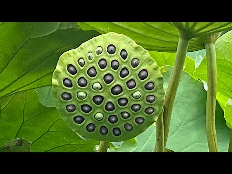 【閲覧注意】蓮コラ 集合体恐怖症trypophobia asmr