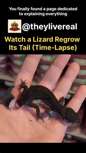 They Live Real | This video showcases how a lizard gradually regrows its tail after dropping it as a defense mechanism, presented through fast-motion... | Instagram