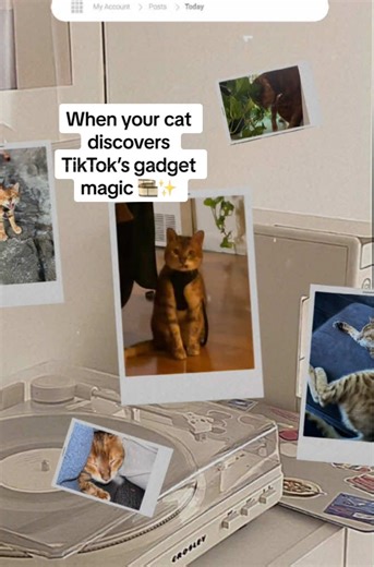 Cincy reporting live from the kitchen studio 😸🎙 I was just minding my business (aka posing like the star I am), and TikTok’s new gadget tools turned my random photos into a whole cinematic cat dump! 🎬💅 From filters to frames, background tunes, and those perfect little edits — my human’s out here thinking she’s Spielberg while I’m just trying to nap 😴🐾 Big shoutout to @TikTok for keeping my fur shining and my sass trending 😹 Tell me—who else’s pet deserves their own “mini movie” next? Drop