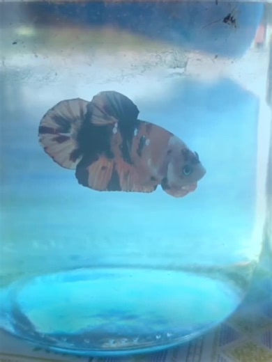 Nemo Koi Betta: A Stunning Betta Fish Showcase