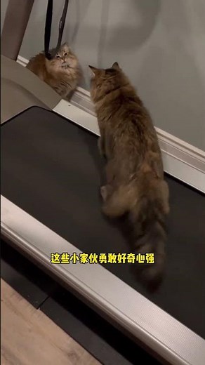 西伯利亞森林貓能當狗狗養嗎？#養貓知識 #西伯利亞森林貓#寵物#貓貓