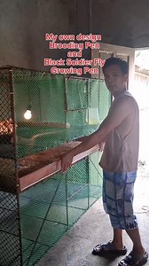 Brooding Pen and Black Soldier Fly Growing Pen Efficient way to raise Both. #blacksoldierflyeggs #bsflarvae #bsfegg #blacksoldierflyfarming | Hobein Arellano