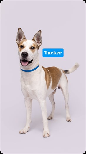 6K views · 3.9K reactions | Tucker scared the  out of us during his Second Shot photo shoot at the @humanesocietytampa. His intake photo didn’t she his fun loving personality so we’re hoping this Second Shot helps him find the perfect family. Thanks to @naturvet for sponsoring his Second Shot! | AGoldPhoto Pet Photo Studio | Facebook