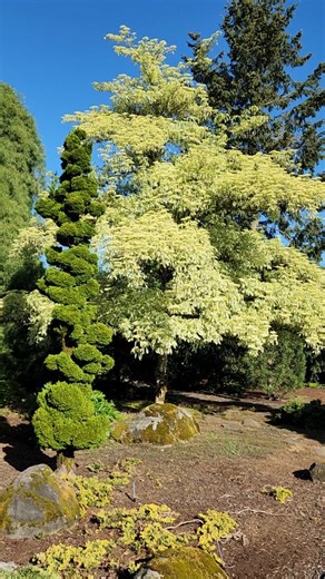 Iseli Nursery on Instagram: "Cornus controversa ‘Variegata’ aka Wedding Cake Tree The utmost in elegance, the Wedding Cake Tree is an exquisite statement tree that will take your breath away with its tiered branches and refined variegated foliage. Green leaves with a thick, creamy white border flutter above gracefully arched, strongly horizontal branches that form effervescent layers. The rounded canopy is frosted with foamy white flat-topped flower clusters in late spring that mature to blue-bl