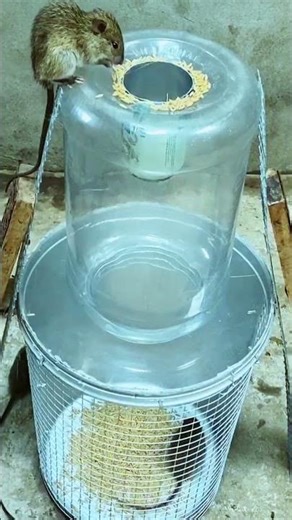 Best rat trap idea using plastic containers #mousetrap #rat #diy #animals