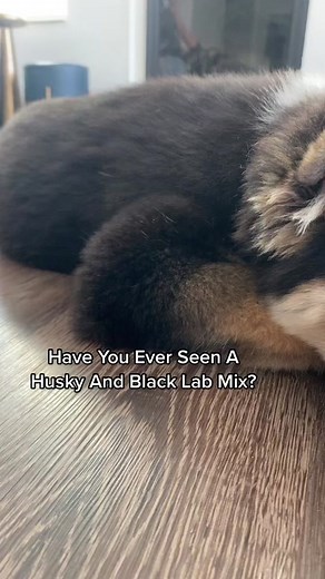 Husky and Black Lab Mix: The Perfect Combination | Cute Dog Video
