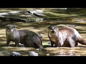 Otters Playing in The Stream