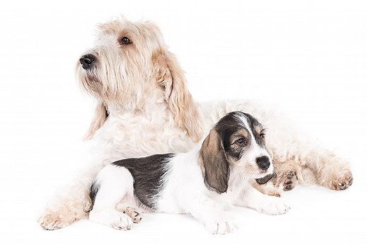 Grand Basset Griffon Vendéen Facts You May Not Know