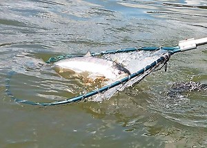 Spring chinook salmon fishing season set for Columbia River