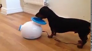 141K views · 4.2K reactions | Dachshund playing iFetch! | Sausage Dog Central | Facebook