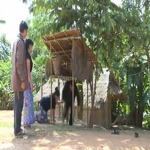 243K views · 10K reactions | sib tos qub kiav roj funny heev part 3 yog leej twg xav tau kuv tug tshuaj, hu rau kuv Zalo 0392963682 Xov tooj: 0392963682 | Hmong lom zem | Facebook