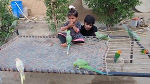 33K views · 1.4K reactions | Cute Aliza with Colorful Parrots #babyparrot #parrotlovers #parrots | Cute Baby Parrot | Facebook