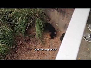 A Gang of Chimps Whip A Racoon