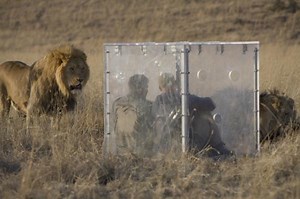 Feeding Frenzy Documentary Summary