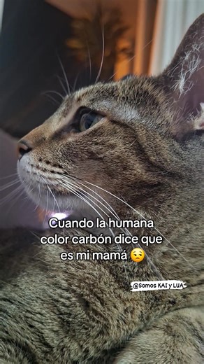 280K views · 9.6K reactions | Cuando dice que es mi mamá  #reelsviral #catlovers #michis #Gatos #catlover | Somos KAI y LUA | Facebook