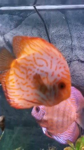 Do your fish argue too ?