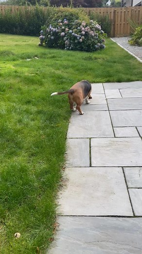 A flashback to summer. Barney loves his Roolo. Great for enrichment inside or out when it is too hot or too wet for a walk. Food & Fun - Barney’s two favourite things ! A great Christmas present ! https://www.barneyspetsupplies.co.uk/shop-1/#!/The-Roolo-r/p/790762165 | Barney’s Pet Supplies