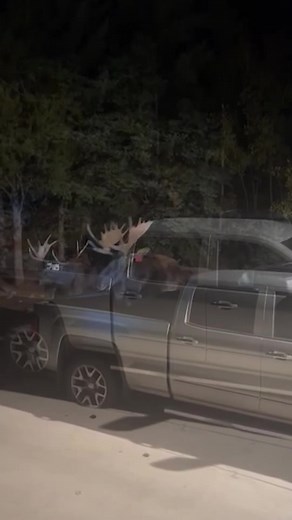 362K views · 1.7K reactions | SOUND ON: Listen to these moose bash their antlers together  #moose #wildlife #wildlifeplanet #wildlifeonearth #animals #antlers | In The Know Innovation | Facebook
