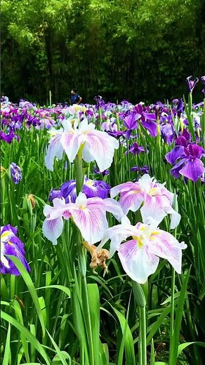 神楽女湖の花菖蒲