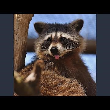 Isaac Poop (You Smell Like a Donkey)