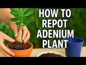 How to Repot Adenium (Desert Rose) Plant | Step by Step Repotting Guide