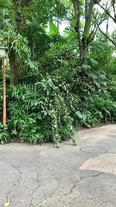 En este juego de #ArteCorporal y #camuflaje el personaje se llama #DiVine en una #performance de @kristenalyss, como parte de la experiencia de uno de los parques temáticos de #Disney, una alianza entre hombre y naturaleza que puede terminar en un momento #surreal. | Canal á - Cultura