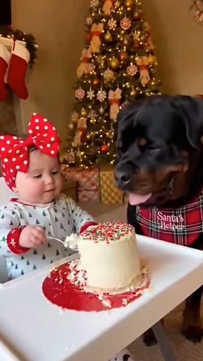 Rottweiler world on Instagram: "🎄ROTTWEILER VS BABY CHRISTMAS FOOD PRANK🎄 Baby is about to eat her cake 🍰… but Rottweiler sneaks a bite! 😲 Baby giggles 😂, dog licks more! 🐾 Total Christmas chaos! 🎅✨ #rottweiler #dogsofinstagram #dogs #rottweilerlove #rottweilerpuppy"