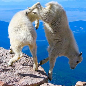 26K views · 430 reactions | Baby Mountain Goat Braves Rapids | Animals Life Channel | Facebook