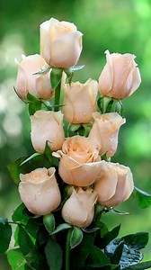 112K views · 10K reactions | Rose bouquets | Roses | Facebook