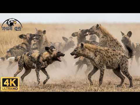 Hyenas vs. Wild Dogs: The Brutal War of the Serengeti