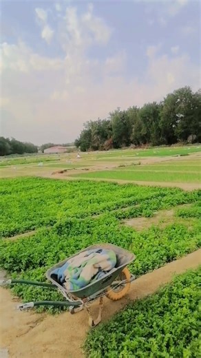 কুয়েত সবজি খেত খুব সুন্দর মাশাআল্লাহ | Makram Ali