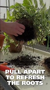 Grow & Tell | How to Repot a Plant