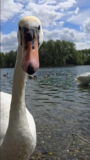 Lake Wildlife | Curious Swan Up Close 🦢