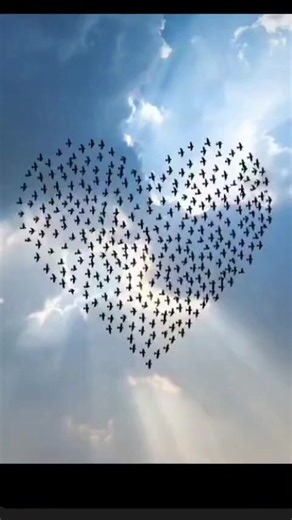 Erdal (@erdal_25_) adlı kullanıcının orijinal ses - Erdal ile oluşturduğu videoları