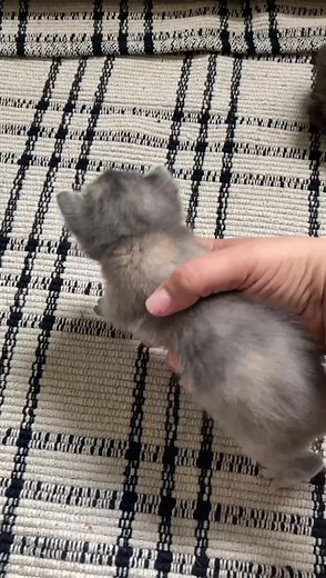 182K views · 10K reactions | Feral mom and babies have ✨names✨ #catrescue #cat #feralcat #kittens | Help stray cats in Wilmington Delaware | Facebook