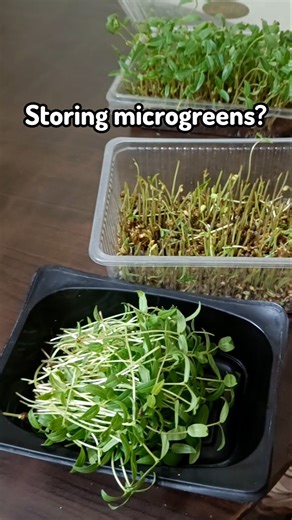Storing microgreens possible? Episode 6 #shortsfeed