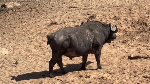 284K views · 1.3K reactions | Huge Lone Buffalo Bull  #wildlife | Wildest Kruger Sightings | Facebook