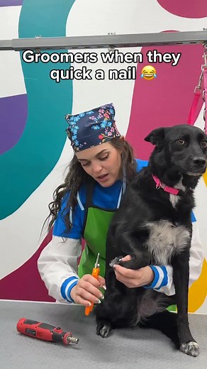 720K views | Not the full paw dip in the styptic powder  #whiskerandbone #joke #grooming #petgroomer #funny #explore #petstore #petsalon #dogs #groomer #reels | Whisker & Bone | Facebook