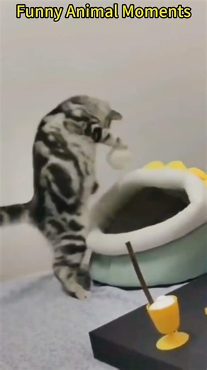 Ranking The Best Add Some Color Trend ✨#tiktoktrend #fypシ゚viral #ranking #usa #addsomecolor