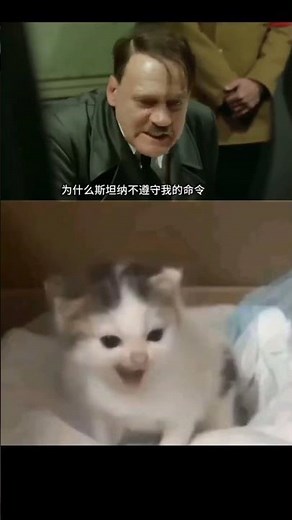 希特勒貓，柏林之聲 #memes #cute #cat #meme #貓 #邪惡