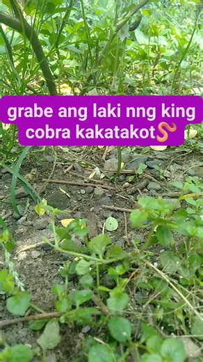 Basto Sonny on Reels