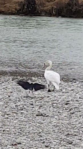 Black Crow Walks Behind Young Swan, Tries to Peck and Mimics Moves | Curiosity or Play? 🦢 #birds