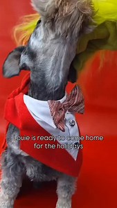 Louie Louie, oh baby… he’s your holiday miracle Fostered in Carroll County, GA | Available in GA Vetted, Neutered, Chipped Apply to adopt at houndsinpounds.org At just 16 lbs and 4 years old, Louie is a Miniature Schnauzer with maximum charm and minimum drama. He’s good with dogs, cats, and kids—and unlike your Aunt Carol, he won’t critique your mashed potatoes or ask why you’re still single. He’s a real terrier: loyal, gentle, and ready to follow you from the kitchen to the couch to the cookie 