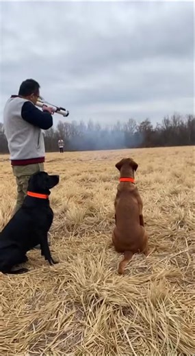 تدريب الكلاب best method to train a dog