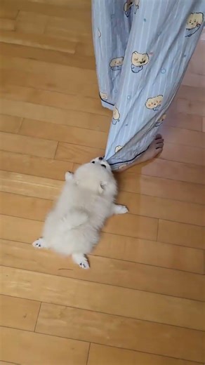 #coversong #music #song #love #cover #covermusic #anmals #cute #pets #funny