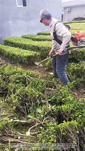 Trim tea plants