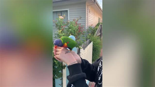 Niece surprises grandpa with rainbow lorikeet landing on her head