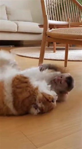 Funny Cats vs. Monkeys: Hilarious Fights Unleashed