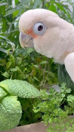 Week 6 Mini Buckets Stacked on 45 gallon Living Soil Bed