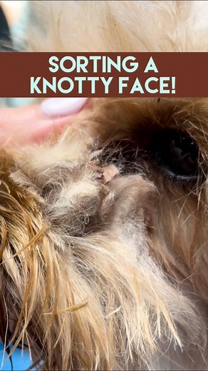 530K views · 4.7K reactions | HERES HOW I SAVE THE FACE!!! FOR PRO GROOMERS - #notrainingnotrimming !!! #doggroomer #doggrooming #doggroomingtips #cavachon #cavapoo | Lovemud Dog Lady | Facebook